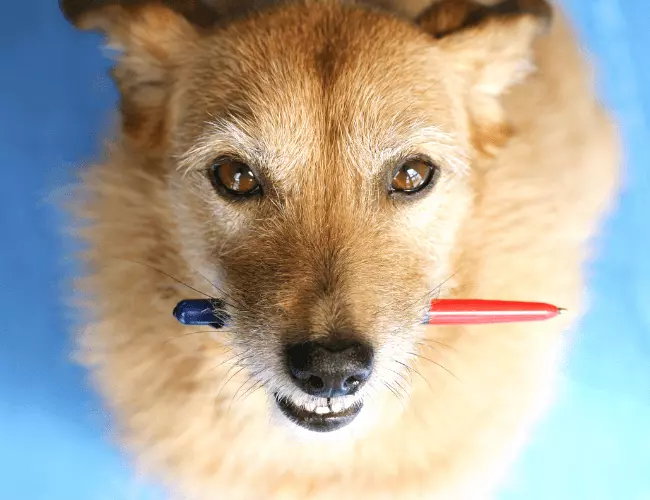 Der Priming Effekt sorgt dafür, dass Hund glücklich ist wenn er einen Stift im Mund hat