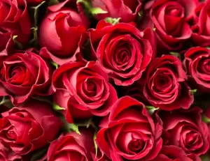 Zeige Kunden deine wertschätzung und übergebe ihnen einen strauß rosen