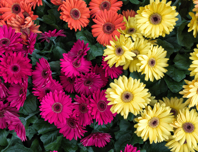 Visuelle Reize wie Blumen sind wichtig im Neuromarketing und der Onlineshop Optimierung